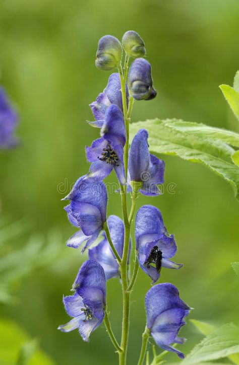 Monkshood. Blue Monkshood flower - Aconitum napellus , #Affiliate, #Blue, #Monkshood, #flower, #napellus, #Aconitum #ad Monkshood Flower, Aconitum Napellus, Deadly Plants, Flower Tat, Botanical Sketchbook, Herbaceous Border, Shade Perennials, Wildlife Nature, Star Flower