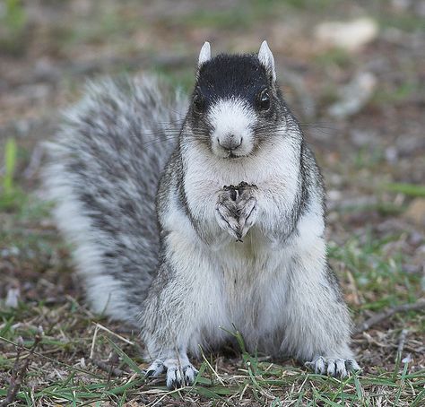 White Fox Squirrel | Fox Squirrel | Flickr - Photo Sharing! Brookgreen Gardens, White Squirrel, Happy Squirrel, Squirrel Pictures, Regnul Animal, Fox Squirrel, Land Trust, Cute Squirrel, Hamsters