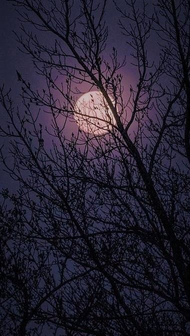 Dark Naturalism, Mazzy Star, Gothic Aesthetic, Season Of The Witch, Witch Aesthetic, Dark Photography, The Night Sky, Purple Aesthetic, Halloween Wallpaper