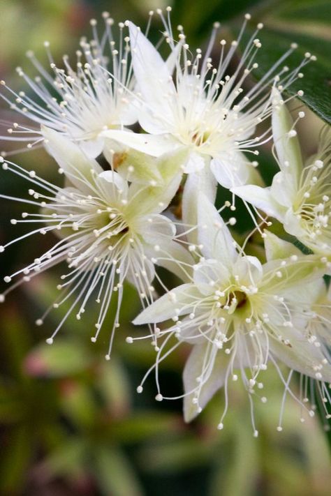 Native Plant of the Week : Lemon Myrtle - The Botanical Planet Native Flowers Australia, Australia Native Flowers, Fantasy Ballgown, Plants With White Flowers, Flora Aesthetic, Picking Garden, Native Australian Flowers, Myrtle Flower, Australia Flowers