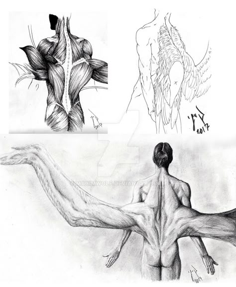 Wing Muscle, Anatomy Design, Monster Concept Art, Anatomy Drawing, Mythical Creatures Art, Creature Concept Art, 판타지 아트, Creature Concept, Anatomy Art