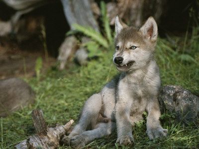 Wolf Puppy, Baby Wolves, Baby Wolf, Wolf Pup, Wolf Photos, Gray Wolf, Wolf Love, Wild Wolf, Red Wolf