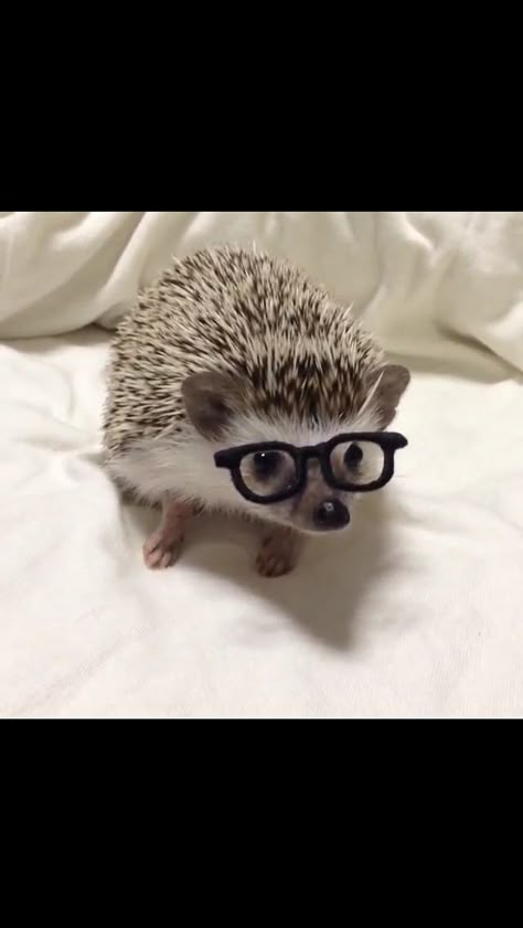 Hedgehog wearing glasses Hedgehog Meme, Hedgehog Drawing, Funny Hedgehog, Hedgehog Pet, Cute Bear Drawings, Cute Small Animals, A Hedgehog, Dog Stuffed Animal, Cute Hedgehog