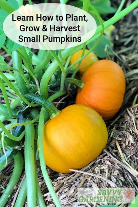 Small pumpkins are perfect additions to the summer garden. They are perfect for eating and decorations. Discover the best varieties of small pumpkins and learn how to grow them. #gardening How To Grow Mini Pumpkins, Growing Mini Pumpkins, Above Ground Garden, Growing Vegetables In Pots, Pumpkin Varieties, Garden 2023, Planting Pumpkins, Planting Garlic, Cucumber Beetles