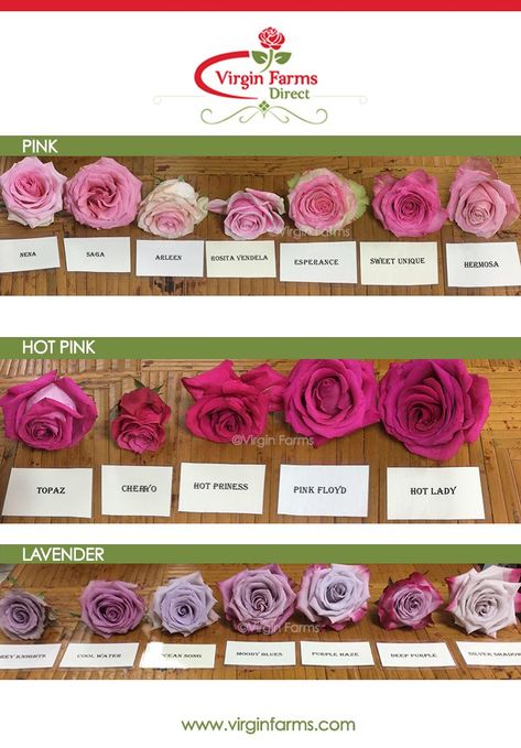 Rose Variety Comparison Chart: Pink, Hot Pink & Lavender Magnolia Tree Landscaping, Pink Flower Names, Hot Pink Wedding Flowers, Pink Rose Pictures, Rose Color Meanings, Flower Variety, Ecuadorian Roses, Flower Chart, Flower Types