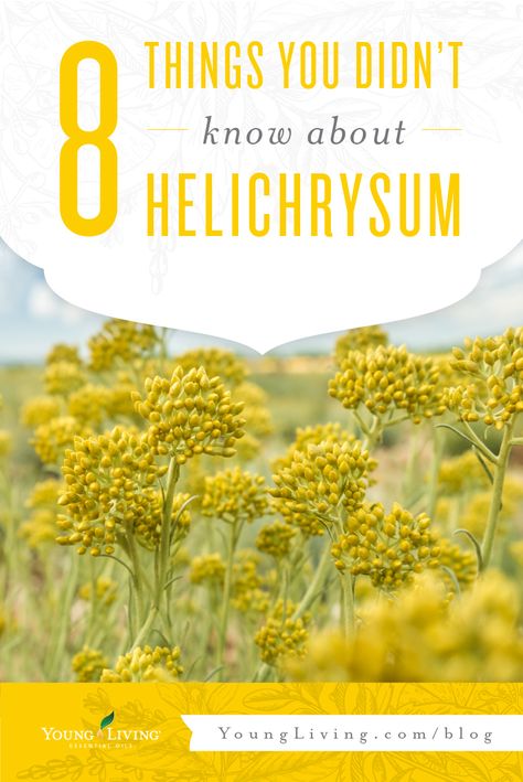 Helichrysum Essential Oil Uses, Helichrysum Essential Oil, Essential Oils For Face, Young Living Essential Oils Recipes, Yl Essential Oils, Essential Oil Benefits, Living Essentials Oils, Living Essentials, Young Living Oils