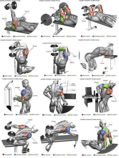 Full Body Workout - Imgur Latihan Dada, Bolesti Chrbta, Trening Sztuk Walki, Gym Antrenmanları, Fitness Plan, Trening Fitness, Weight Training Workouts, Workout Chart, Chest Workouts