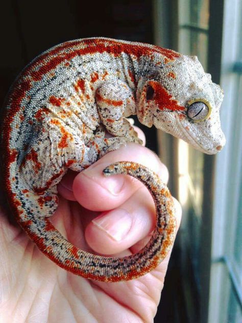 Red stripe Gargoyle Gecko Cool Reptiles, Rare Reptiles, Geko Lizard, Reptile Aesthetic, Gecko Art, Gargoyle Gecko, Red Lizard, Cute Gecko, Cute Lizard