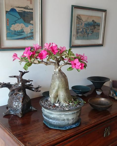 Adenium Bonsai, Stoneware Sculpture, Living Sculpture, Desert Rose Plant, Adenium Obesum, Bonsai Flower, Asian Garden, Bonsai Art, Plant Aesthetic