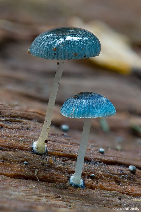 Aesthetic Sharer ZHR on Twitter: "Blue Mycena Mushroom… " Blue Mushroom Aesthetic, Mycena Mushroom, Fungi Aesthetic, Macro Fotografia, Mushroom Photography, Mushroom Aesthetic, Blue Mushroom, Mushroom Pictures, Slime Mould