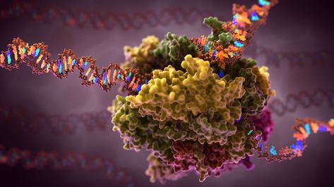 In Autumn, the proteins in our cells, change colors and put on a fantastic display before they flutter softly to the ground… no wait, that’s leaves. Nonetheless, this RNA polymerase sports the latest fall colors, inspired by the view from my windows. RNA Polymerases create strands of RNA from a DNA template in the nucleus. … Dna Play, Dna Ligase, Protein Folding, Rna Polymerase, Biology Plants, Photo Macro, Animation Gif, Cell Biology, Plant Cell