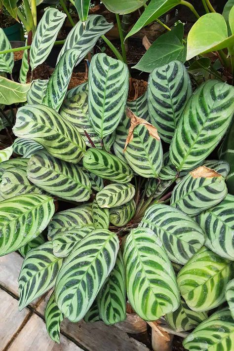 If you're growing prayer plants, what do you do when their usually exquisite foliage starts to turn brown? These striking plants thrive in humid conditions and blemishes on the leaves may indicate something is wrong. Learn what to do about prayer plants with brown leaves now on Gardener's Path. #prayerplants #gardenerspath Prayer Plants Houseplant, Exotic Plants Indoor, Prayer Plant Care, Plant Leaves Turning Brown, Water Ideas, Brown Tips, Beautiful Purses, Plant Friends, Houseplant Care