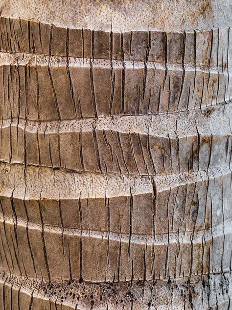 tree Rich Stapleton, Palm Tree Wood, Teen Wall Decor, Cereal Magazine, Texture Tools, Wood Bark, Tree Textures, Diy Abstract Canvas Art, Texture Inspiration