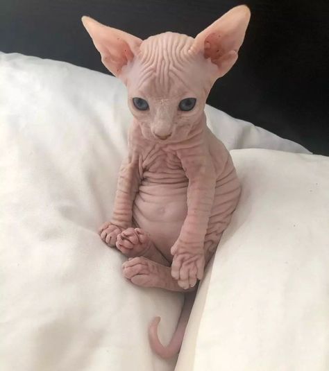 Dwelf Cat, Sphynx Kittens For Sale, Bambino Cat, Cute Hairless Cat, Devon Rex, Hairless Cat, Cats For Sale, Sphynx Cat, Cat Aesthetic