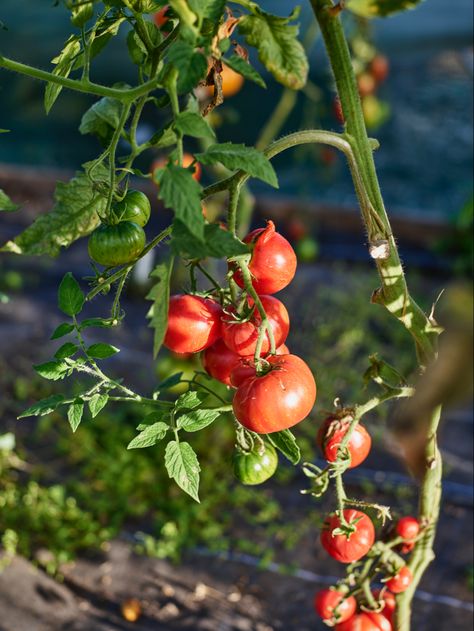 Tomatoes on vine Vines Photography, Tomatoes On The Vine, Tomato Vine, Work Meals, Mother Mother, Eyeliner Styles, Organic Tomatoes, Plant Photography, Toasted Marshmallow