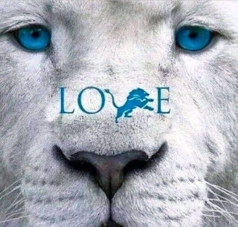 Detroit Lions Funny, Detroit Lions Super Bowl, Lion Memes, Michigan Vs Michigan State, Detroit Lions Wallpaper, Detroit Lions Football, Detroit Sports, Lion Love, Nfl Detroit Lions