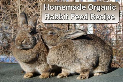 Homemade Organic Rabbit Feed Recipe - great for all breeds... #rabbits #homemade #homesteading Rabbit Feed, Raising Rabbits For Meat, Diy Rabbit Hutch, Animals Kissing, Rabbit Feeding, Rabbit Farm, Meat Rabbits, Raising Rabbits, Rabbit Care