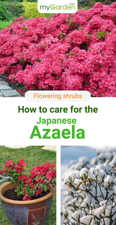 Japanese Azalea, Corolla Flower, Pruning Azaleas, Leaf Compost, Low Growing Shrubs, Plants For Garden, Mediterranean Plants, Garden Works, Front Yards