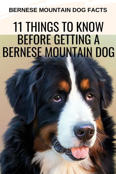 Female Bernese Mountain Dog, Bernese Mountain Puppies, Great Bernese Mountain Dog, Mountain Bernese Dog, Golden Bernese Mountain Dog, Mini Bernese Mountain Dog, Bernese Mountain Dog Aesthetic, St Bernese Mountain Dog, Bernese Mountain Dog Names