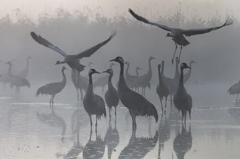 Crane Aesthetic, Cranes In The Sky, Sky Aesthetic, Book Aesthetic, Beautiful Birds, Painting Inspiration, Animal Photography, Pet Birds, Animal Art