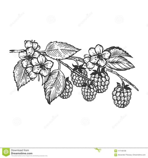 Blackberry Tattoo, Etching Tattoo, Fruit Tattoo, Branch Tattoo, Inspiration Tattoos, Botanical Tattoo, Tattoo Portfolio, Tattoo Flash Art, Botanical Drawings