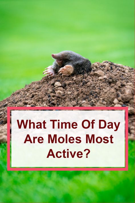 What Time Of Day Are Moles Most Active? Getting Rid Of Moles In Yard, Moles In Yard Get Rid Of, How To Get Rid Of Moles, How To Get Rid Of Moles In Yard, Mole Removal Yard, Moles In Yard, Mole Tunnels, Mole Holes, Mole Meaning