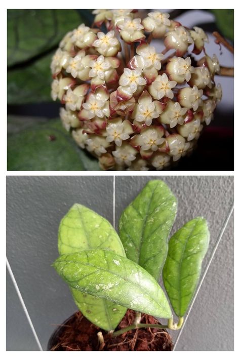 Hoya Deykeae, Hoya Macgillivrayi, Hoya Wayetii, Hoya Kanyakumariana, Hoya Pubicalyx Silver Pink, Plant Projects, Plants