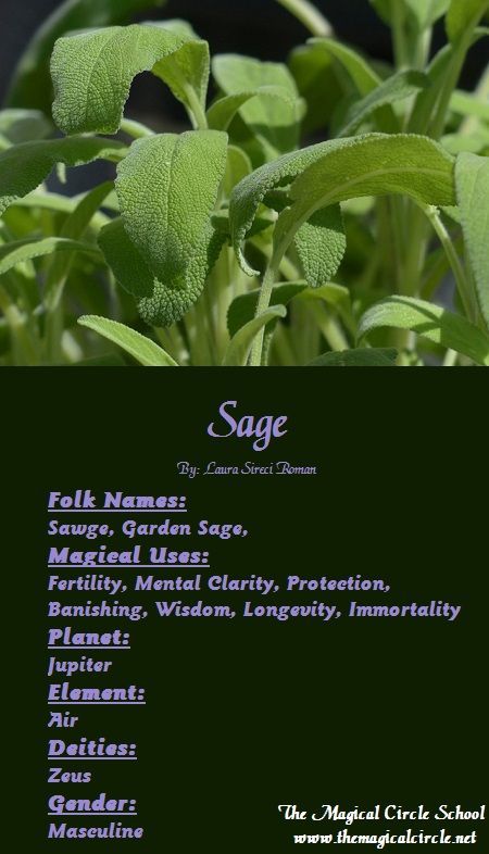 Sage Magical Properties, Plant Magick, Magical Circle, Magical Plants, Herbal Witch, Magickal Herbs, Witch Herbs, Magic Herbs, Herbal Plants