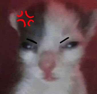 Cat pfp Kitty angry Angry Pictures, Shocked Cat, Annoyed Cat, Serious Cat, Cat Expressions, Cat Crying, Cat Emoji, Cats Pictures, Scary Cat