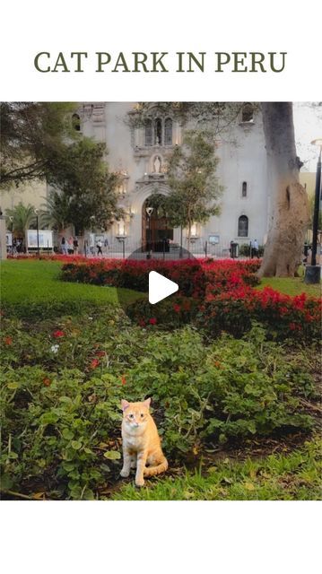 Monique Card | Adventure Travel | Photography on Instagram: "The city of Lima takes care of the cats & feeds them, but you can visit for free to play with them 🥹Did I convince you to go to Peru yet?

📍Kennedy Park, Lima, Peru 

— If you’re new here, Hi I’m Monique 👋🏻 I work for an airline & travel adventurously all over. I post unique experiences & relatable content. You should follow me @travel.with.neeks 🤗" Adventure Travel Photography, Relatable Content, Airline Travel, Unique Experiences, Lima Peru, Cat Feeding, Places To Travel, Adventure Travel, Peru