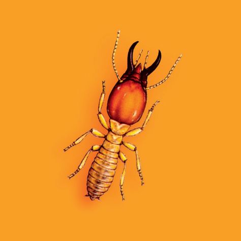 Termite Realistic Animal Drawings, Animal Drawings, Bugs, Art Tattoo, Insects, Craft Ideas, Bee, Humanoid Sketch, Drawings