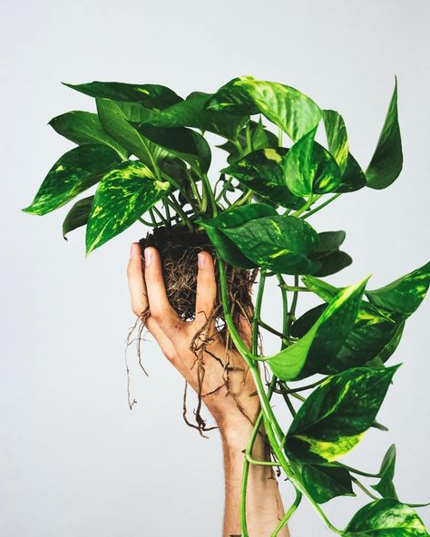 Epipremnum aureum is a great plant for both beginners and experts. This post will cover its care, common issues, propagation, varieties available, and more! Pothos Vine, Marble Queen Pothos, Diy Collage, Neon Pothos, Hedera Helix, Easy Plants To Grow, Golden Pothos, Ficus Elastica, Ivy Plants