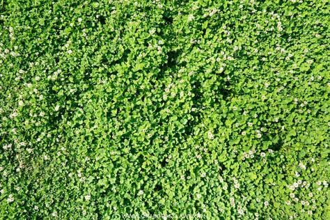 Grass Seed Types, Lawn Striping, Clover Lawn, Grass Alternative, Clover Field, Chamomile Plant, Clover Plant, Clover Seed, Lawn Ideas