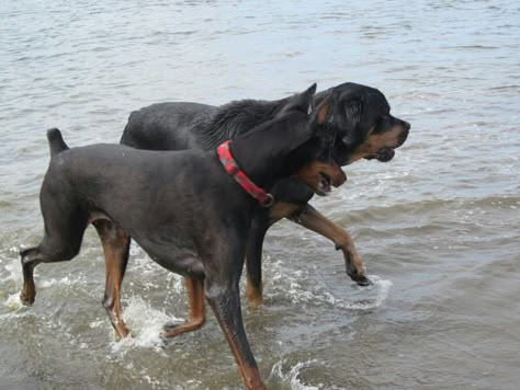 Doberman Pinscher And Rottweiler, Rottweiler And Doberman Together, Doberman And Rottweiler, Rottweiler And Doberman, Doberman Rottweiler, Rottweiler German, Rottweiler Funny, Rottweiler Mix, Doberman Pinscher Dog