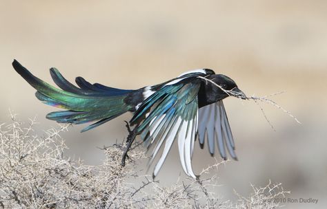 Magpie Tattoo, Magpie Art, Antelope Island, Jackdaw, Crows Ravens, Bird Wings, Pretty Birds, Magpie, Birds Painting