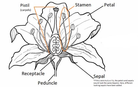 8.1: Flower Anatomy - Biology LibreTexts Flower Anatomy Illustration, Flowers Biology, Biology Flower, Botanical Anatomy, Anatomy Biology, Form Studies, Flower Anatomy, Mini Drawing, Flower Parts