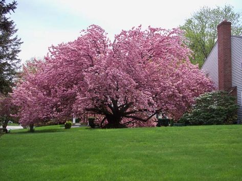 4 Best Flowering Cherry Trees to Grow in the South | Gardener's Path Kwanzan Cherry Tree, Sour Cherry Tree, Types Of Cherries, Yoshino Cherry Tree, Weeping Cherry Tree, Pink Flowering Trees, Flowering Cherry Tree, Tree Growth, Live Tree