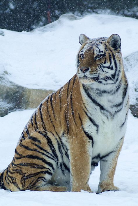 Tiger Snow, Tiger Sitting, Snow Tiger, The Lion Sleeps Tonight, Siberian Tiger, Bengal Tiger, A Tiger, Large Cats, Wildlife Animals