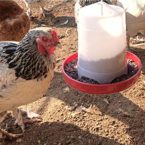 Are you wondering when to start feeding your chickens grit or if they really even need it at all? If so, be sure to click on this article where I share all of the important information on grit and why it's so beneficial for your chicken's health. Grit Feeder For Chickens, Grit For Chickens, Chicken Grit, Chicken Health, Raising Backyard Chickens, Keeping Chickens, Chicken Feed, Treat Ideas, Backyard Chickens