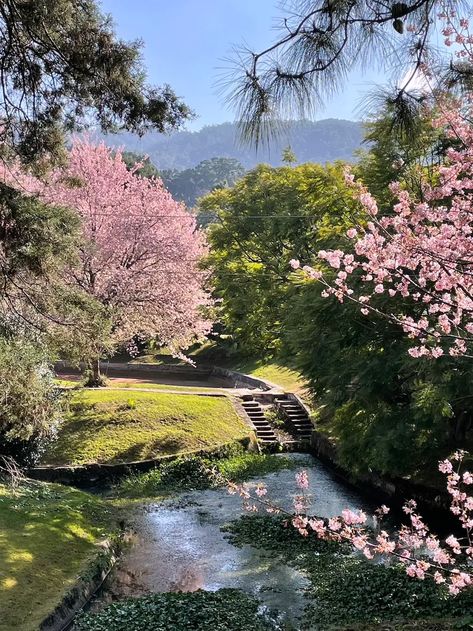 Cherry blossoms of Shillong: the gift from yesterday | Condé Nast Traveller India Shillong Cherry Blossoms, Shillong Aesthetic, Japan Spring Fashion, Cherry Blossom Outfit, India Aesthetic, Cherry Blossom Theme, Cherry Blossom Dress, Japan Spring, Japan Cherry Blossom