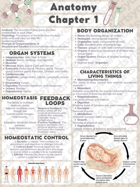 General Anatomy Notes, Study For Anatomy And Physiology, Feedback Loops Biology, Cns Physiology Notes, Anatomy And Physiology Chapter 1, Anatomy Cheat Sheet, Homeostasis Notes, Physiology Notes, College Anatomy And Physiology Notes