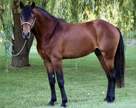 Missouri Fox Trotter bay stallion Missouri Fox Trotter Horse, Fox Trotter Horse, Gaited Horses, Bay Stallion, Horse Beautiful, Tennessee Walking Horse, Horse Ideas, The Magnificent Seven, Walking Horse