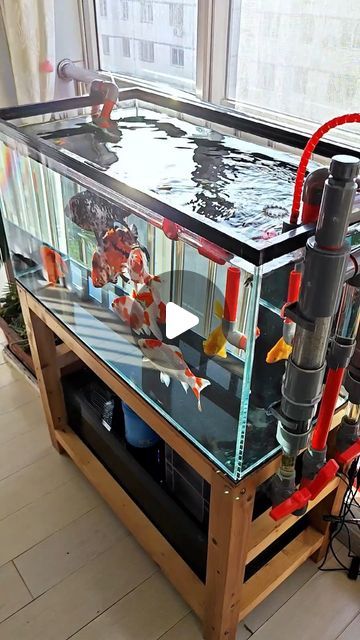 Aquarium Room Ideas, 75 Gallon Aquarium Ideas, Toilet Upgrade, Fish Tank Aesthetic, Fish Tank Themes Ideas, Koi Fish Aquarium, Koi Fish Tank, Diy Aquarium Filter, Best Aquarium Filter