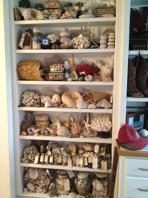 Cute Ways To Store Sea Shells, Sea Shell Collection Display, Shell Collection Display Ideas, Seashell Collection Display, Shell Organization, Shell Display Ideas, Shell Collection Display, Sea Shell Collection, Seashell Collection