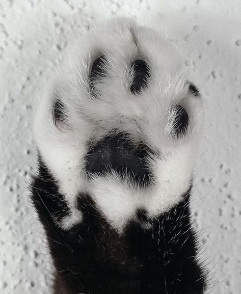 Cat Paw Drawing, Paw Drawing, Kitty Paws, Cat Hand, Cat Reference, Baby Leopard, Cat Paw, Cute Cats And Kittens