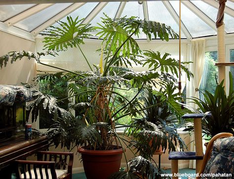 Philodendron bipinnatifidum (or lacy tree philodendron, selloum) Philodendron Indoor, Xanadu Plant, Large Philodendron, Crazy Plants, Tree Philodendron, Philodendron Bipinnatifidum, Interior Gardens, Philodendron Selloum, Indoor Oasis