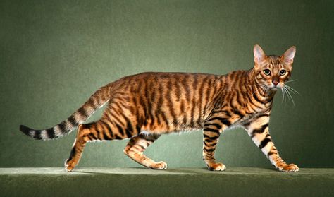 The medium-size Toyger was created by crossing a Bengal cat with a striped domestic shorthair. He is all domestic cat, with no wild blood, but he was developed to have branching stripes and orange and black or brown coloration reminiscent of a tiger’s pattern. Toyger Cat, Cheetah Spots, Tiger Cat, A Tiger, Stripes, Science