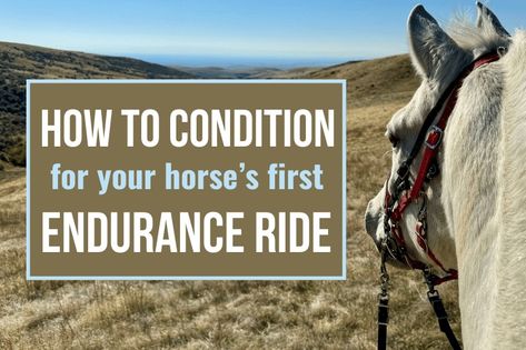 Endurance Horse Riding, Endurance Horse, Endurance Riding, Bitless Bridle, Endurance Training, Training Schedule, Equestrian Riding, Horse Barns, Horse Barn