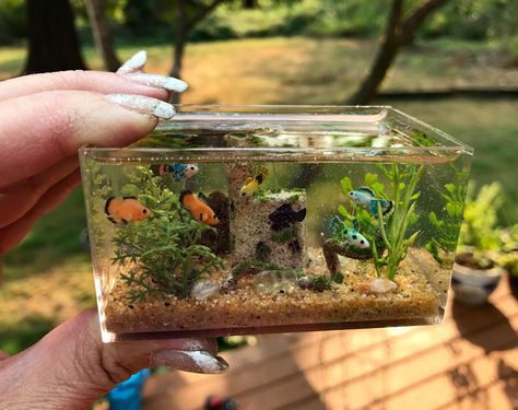 1/12th scale Freshwater Aquarium by Nina's Mini Creations (Please do not remove or alter description) Fish Tank Diy, Resin Aquarium, Mini Creations, Miniature Aquarium, Fairy Garden Crafts, Mini Stuff, Mini Craft, Epoxy Resin Crafts, Tiny Things