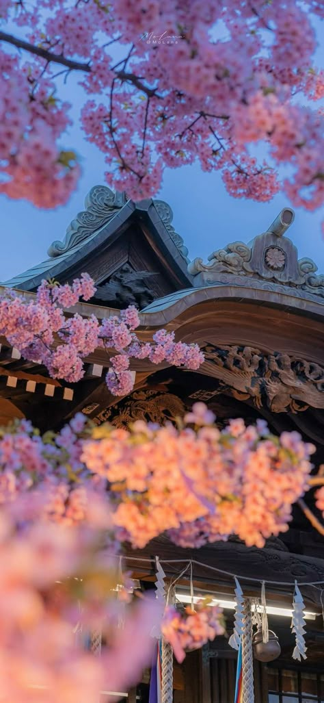 Japanese Wallpaper Cherry Blossoms, Japan Motivation Wallpaper, Cherry Blossom Japan Aesthetic, Gardencore Wallpaper, Japanese Cherry Blossom Wallpaper Iphone, Cherry Blossom Wallpaper Hd, Sakura Wallpaper Blossoms, Wallpaper Sakura Flowers, Aesthetic Sakura Flowers